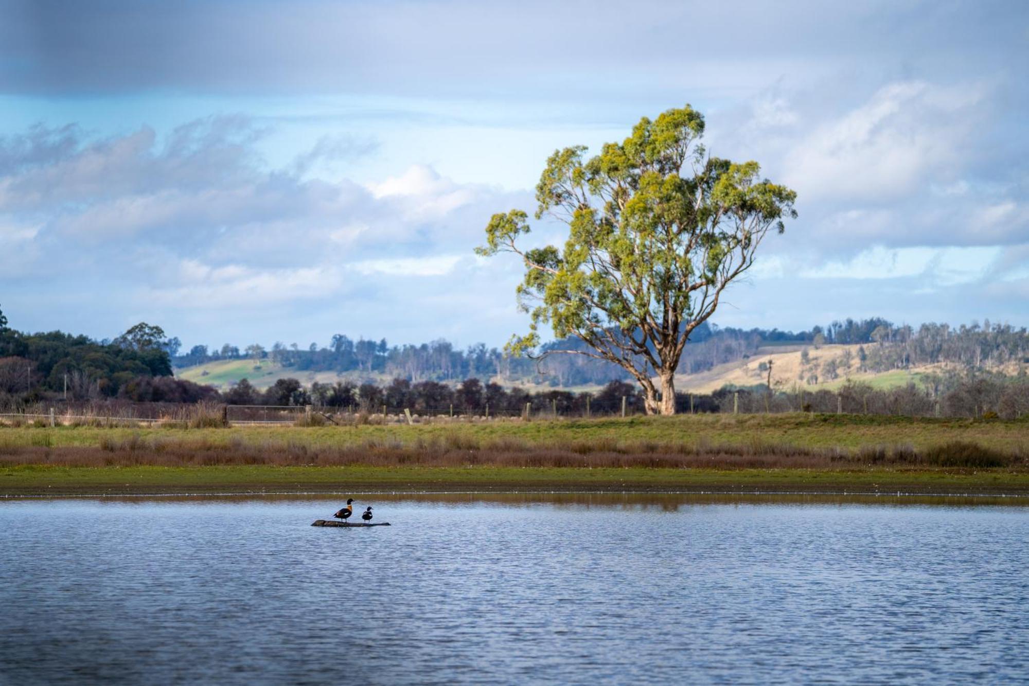 Blackwood Park Cottages Mole Creek ภายนอก รูปภาพ