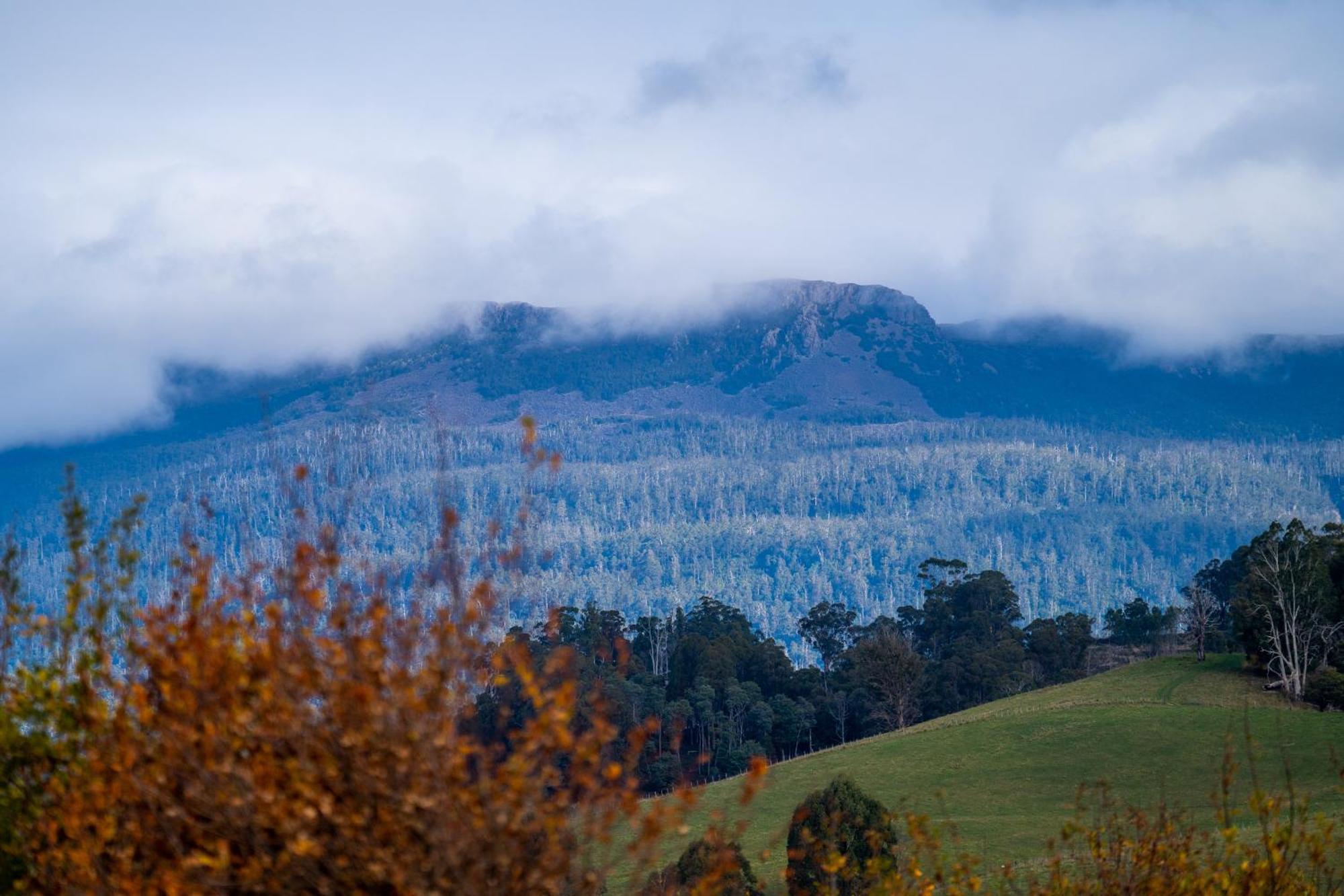 Blackwood Park Cottages Mole Creek ภายนอก รูปภาพ