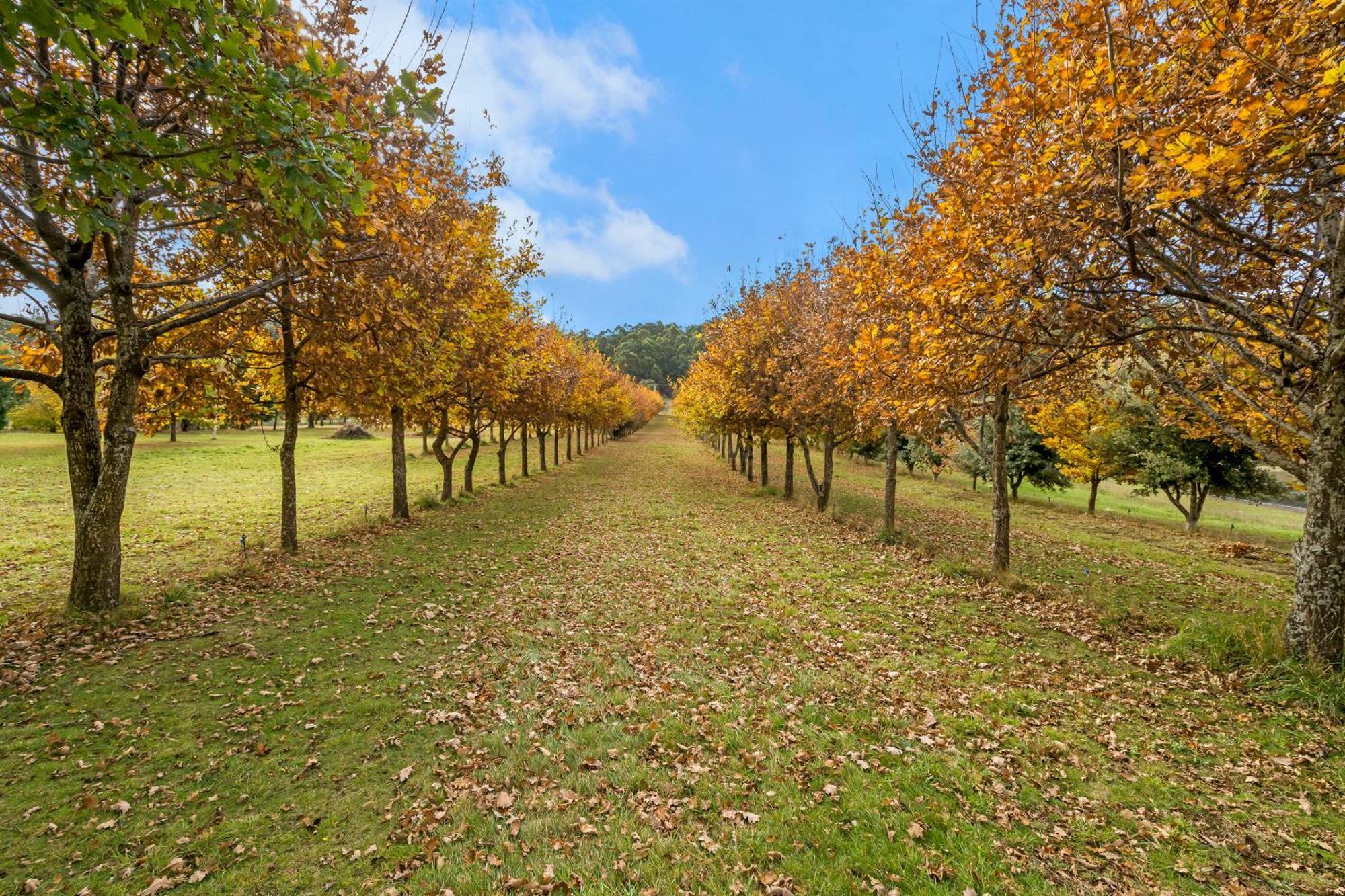 Blackwood Park Cottages Mole Creek ภายนอก รูปภาพ