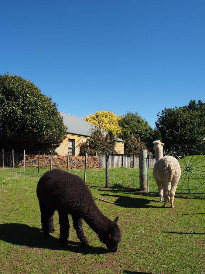 Blackwood Park Cottages Mole Creek ภายนอก รูปภาพ